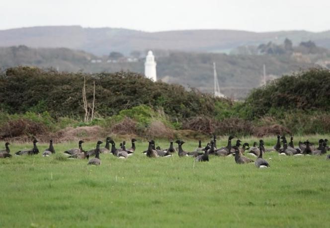 Brent Geese 'alert' ready to fly as walkers get too close