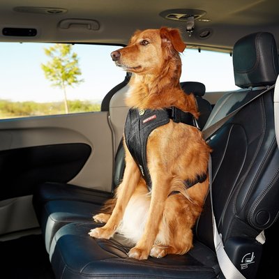 Dog harness
