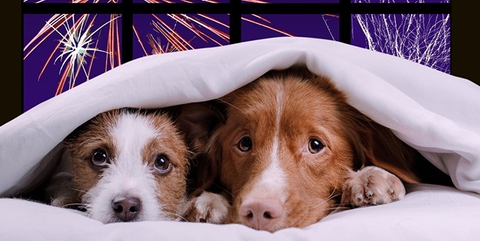 Fireworks and dogs