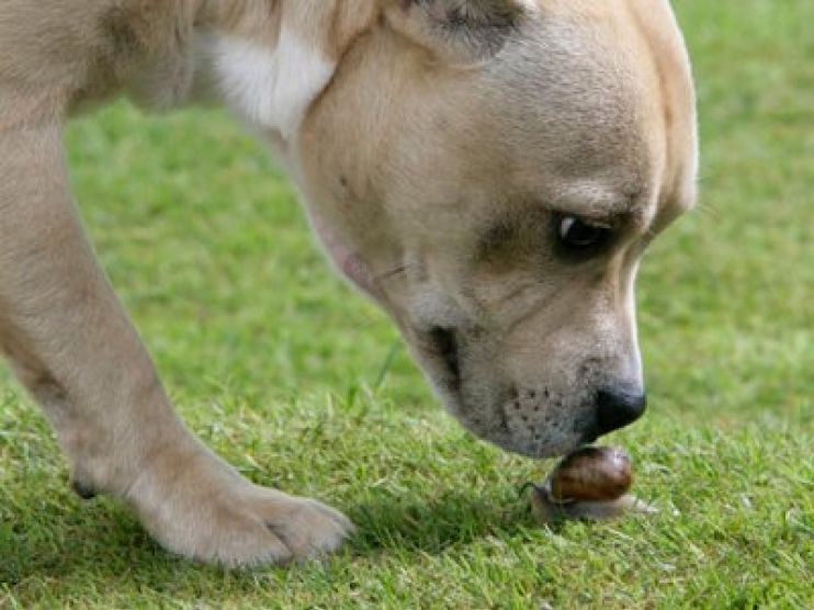 Dog sniffing a snail