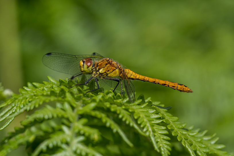 Common Darter